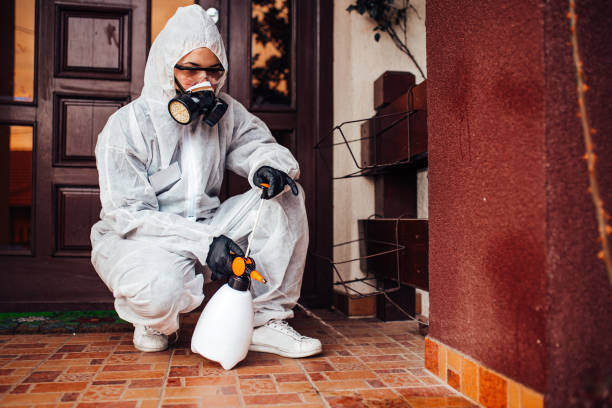 Reliable Wasp Removal contractor in Buckeye, AZ by Show Me Pest Control
